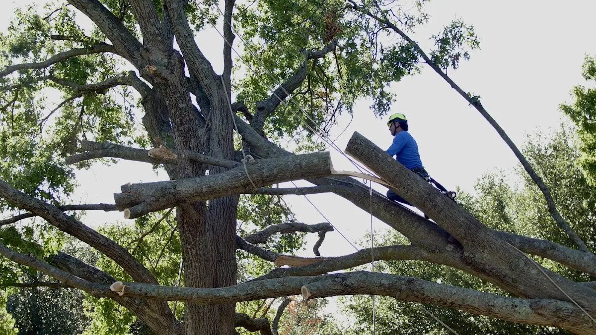 Professional Hazardous Tree Removal performed by certified arborists in Harrell