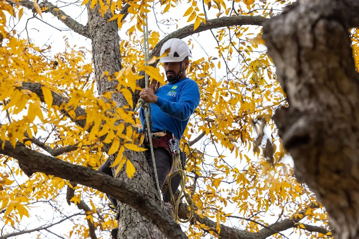 Skilled Tree Planing crew working in Harrell
