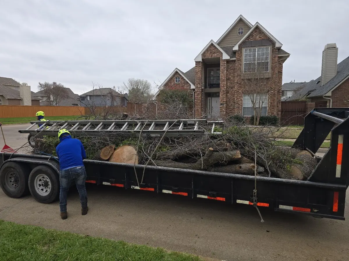 Expert Tree Removal with proper safety equipment in Harrell